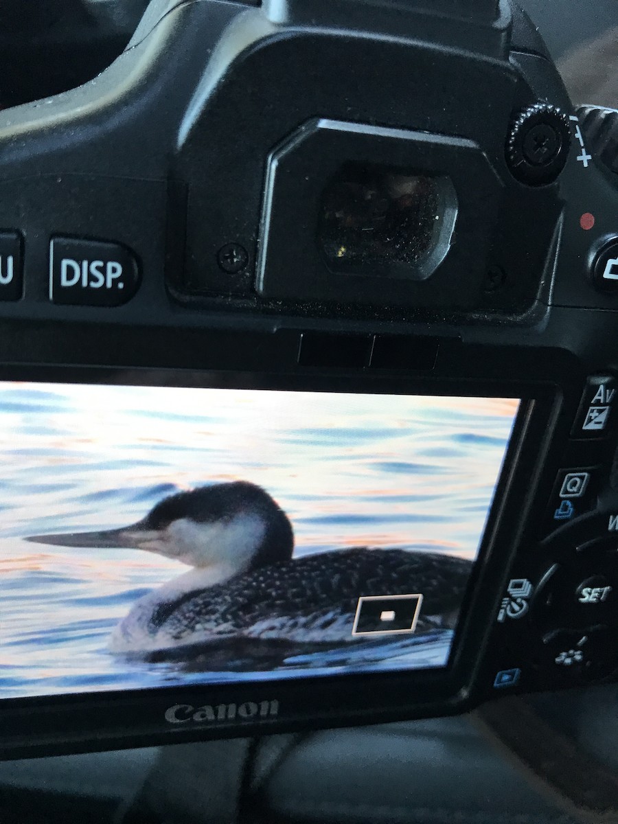 Red-throated Loon - ML82654861