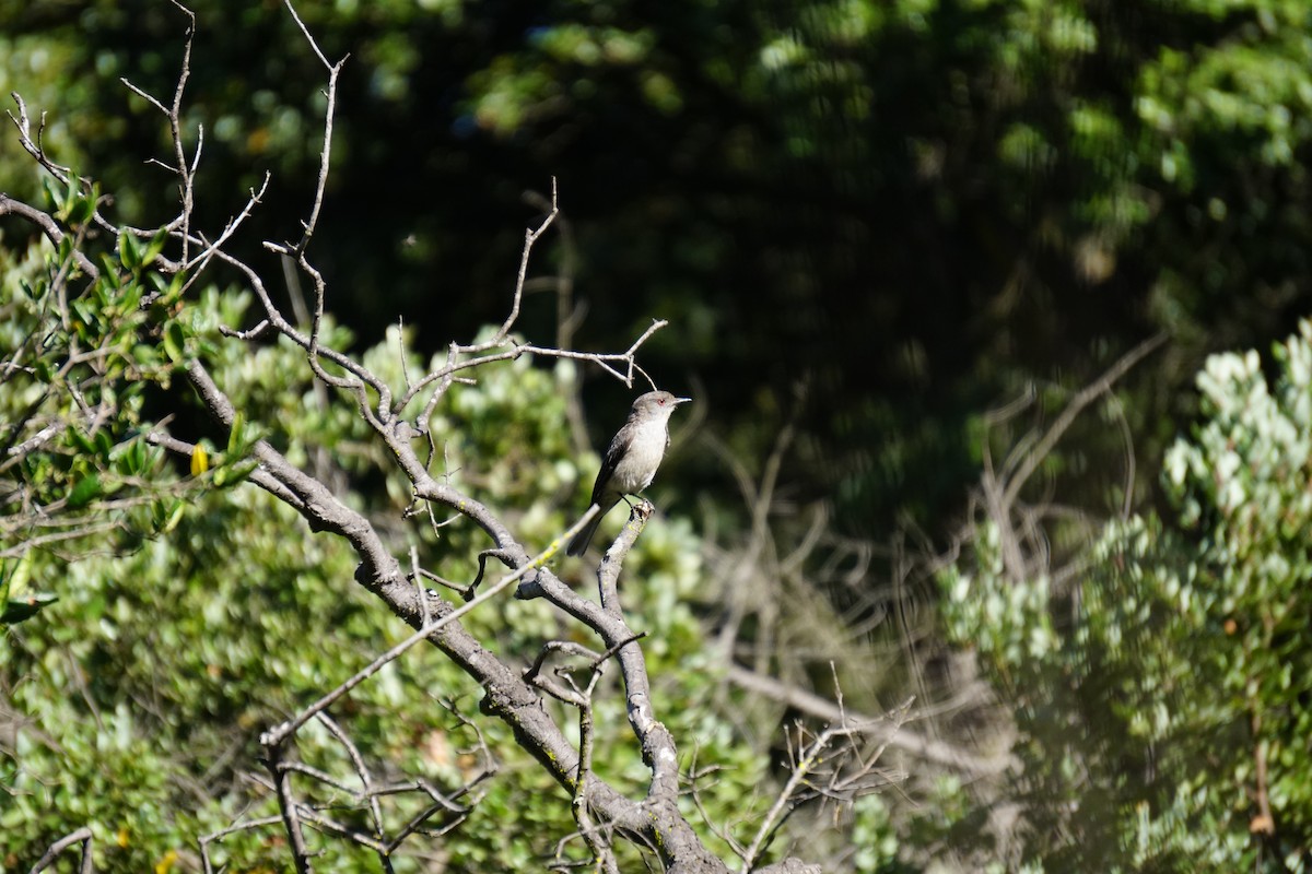 Fire-eyed Diucon - Mª Fernanda  Mosqueira (Wudko)