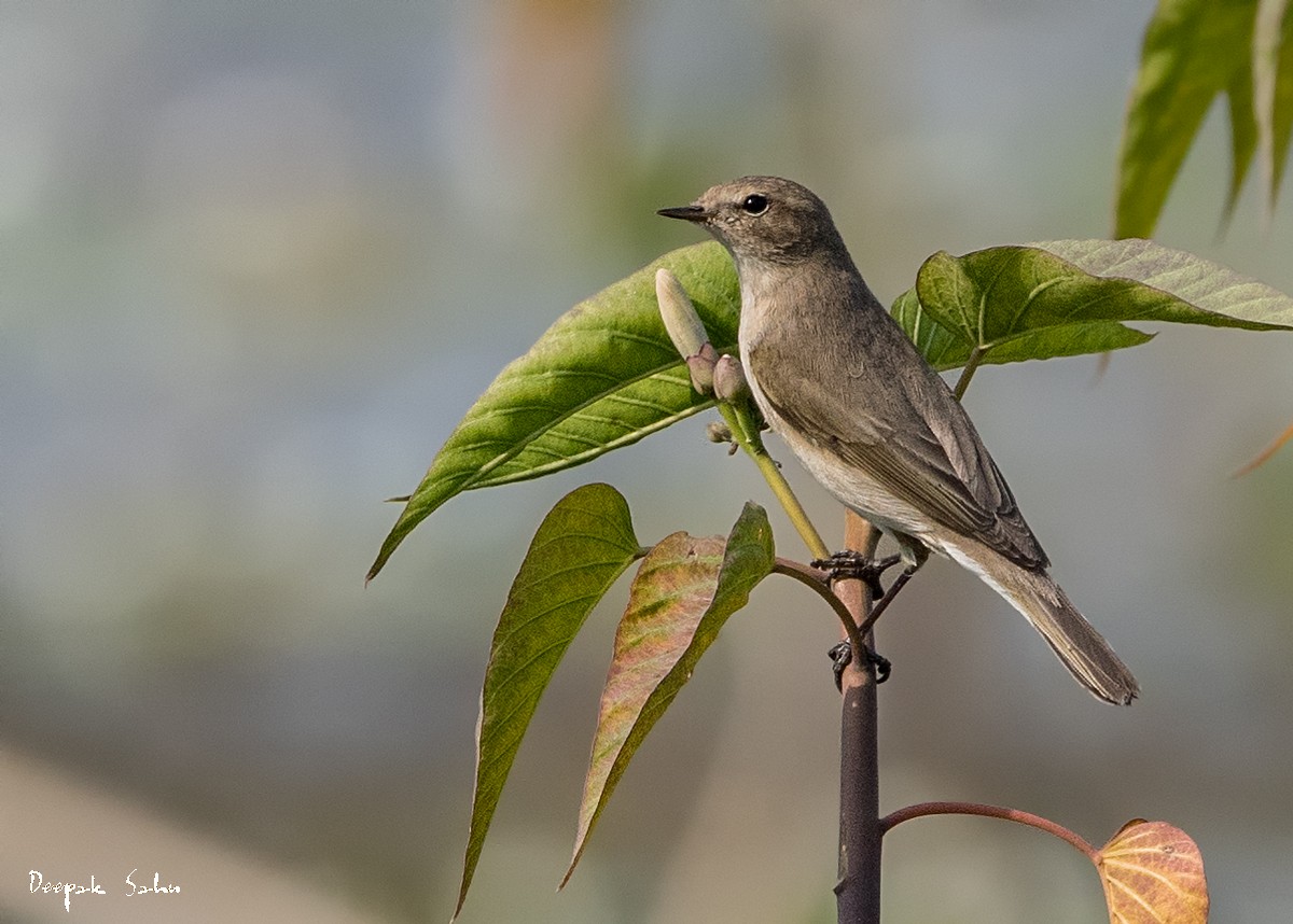 Common Chiffchaff - ML82655901
