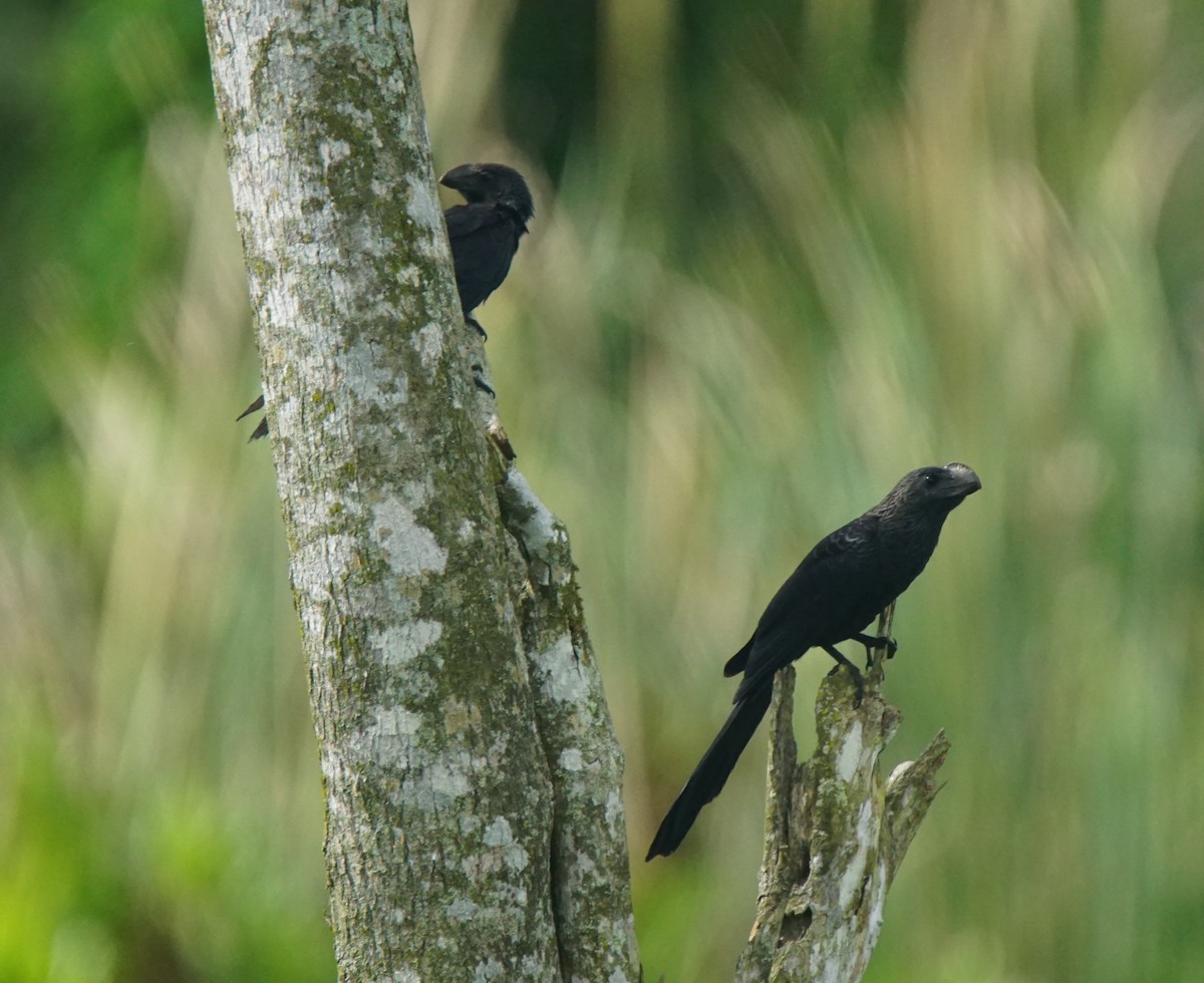 Smooth-billed Ani - ML82657801