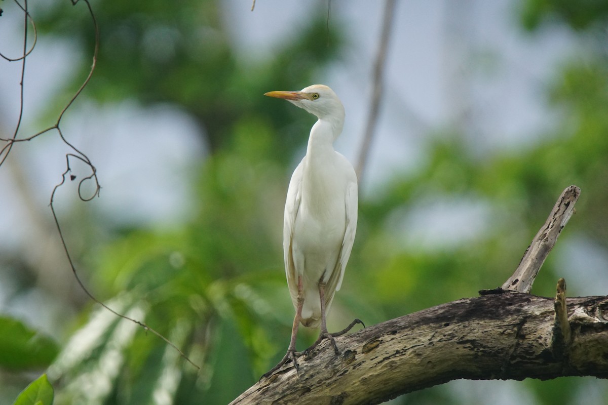 Western Cattle Egret - ML82657831