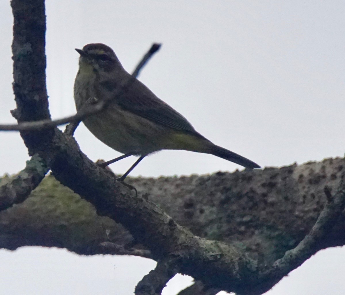 Palm Warbler - ML82658031