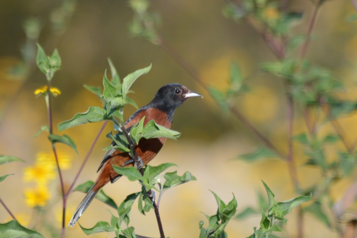 Orchard Oriole - Carlos Mancera (Tuxtla Birding Club)