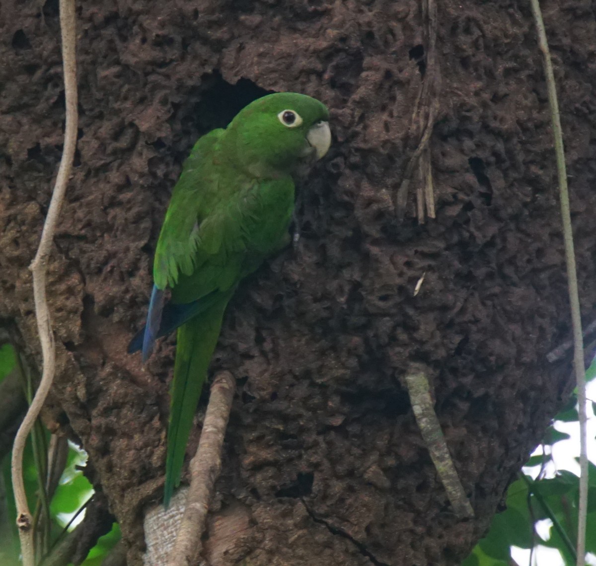 Conure naine - ML82658141