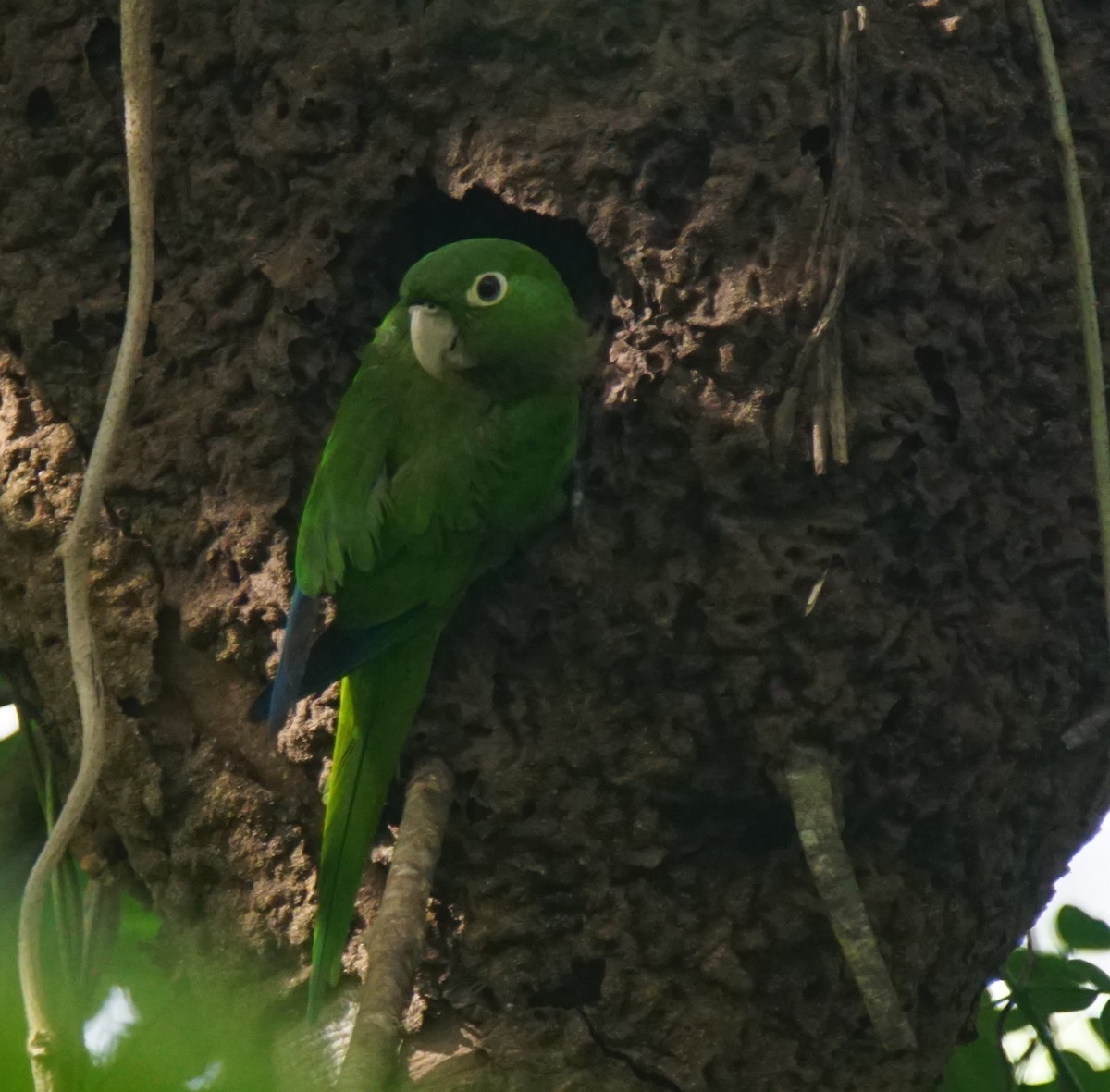 Olive-throated Parakeet - ML82658151