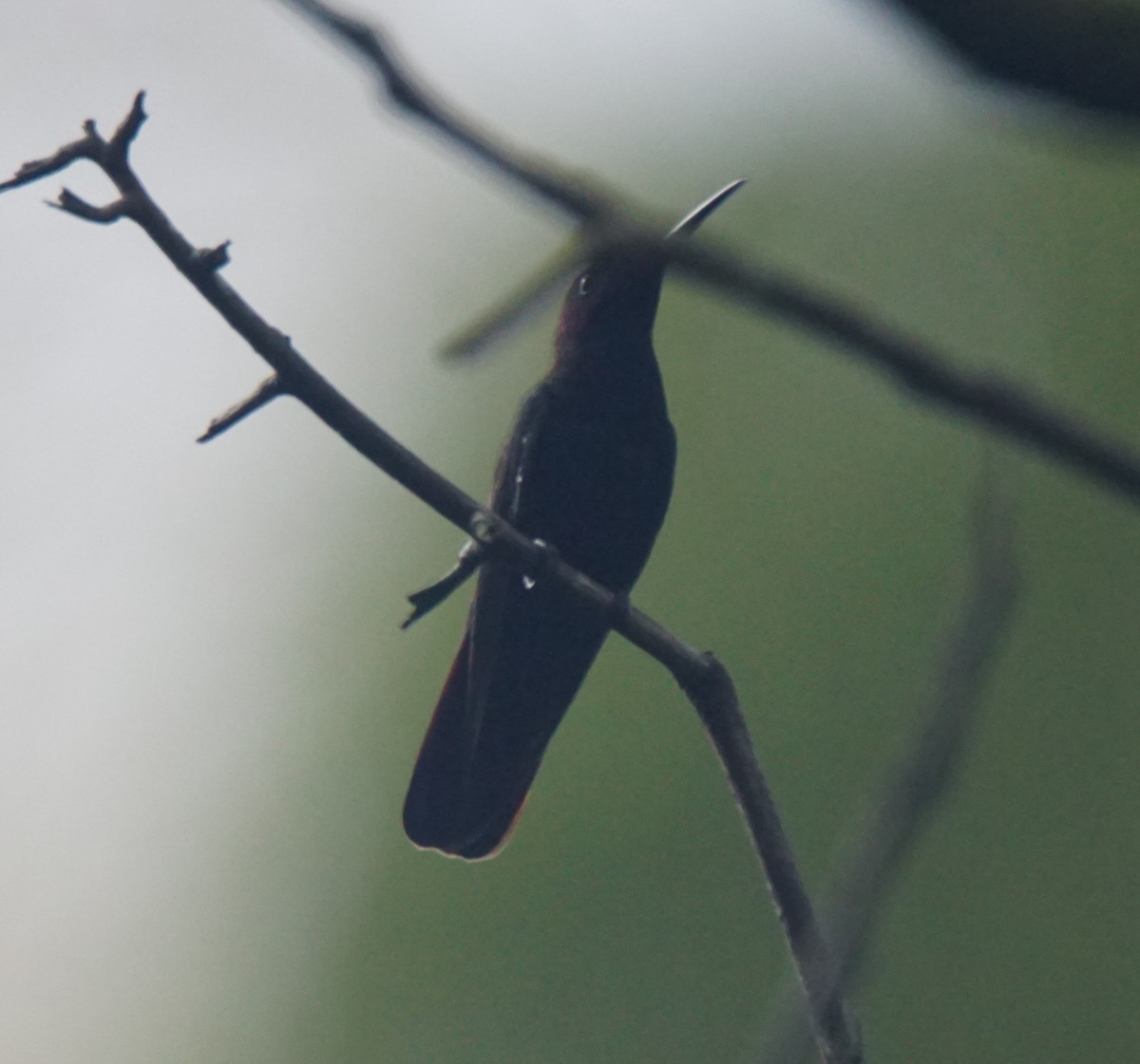 kolibřík jamajský - ML82658311