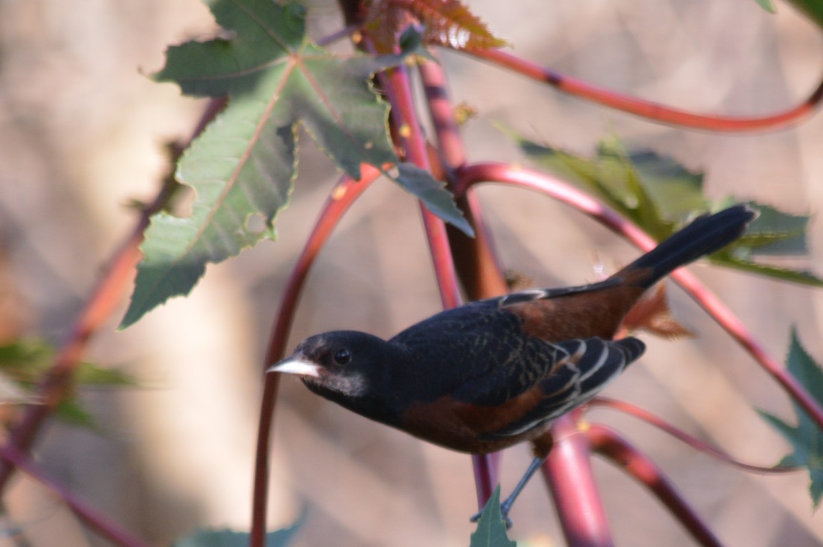 Orchard Oriole - Carlos Mancera (Tuxtla Birding Club)