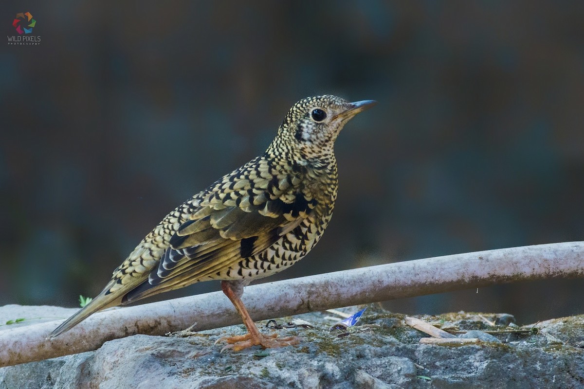 Scaly Thrush - Prashant Kumar