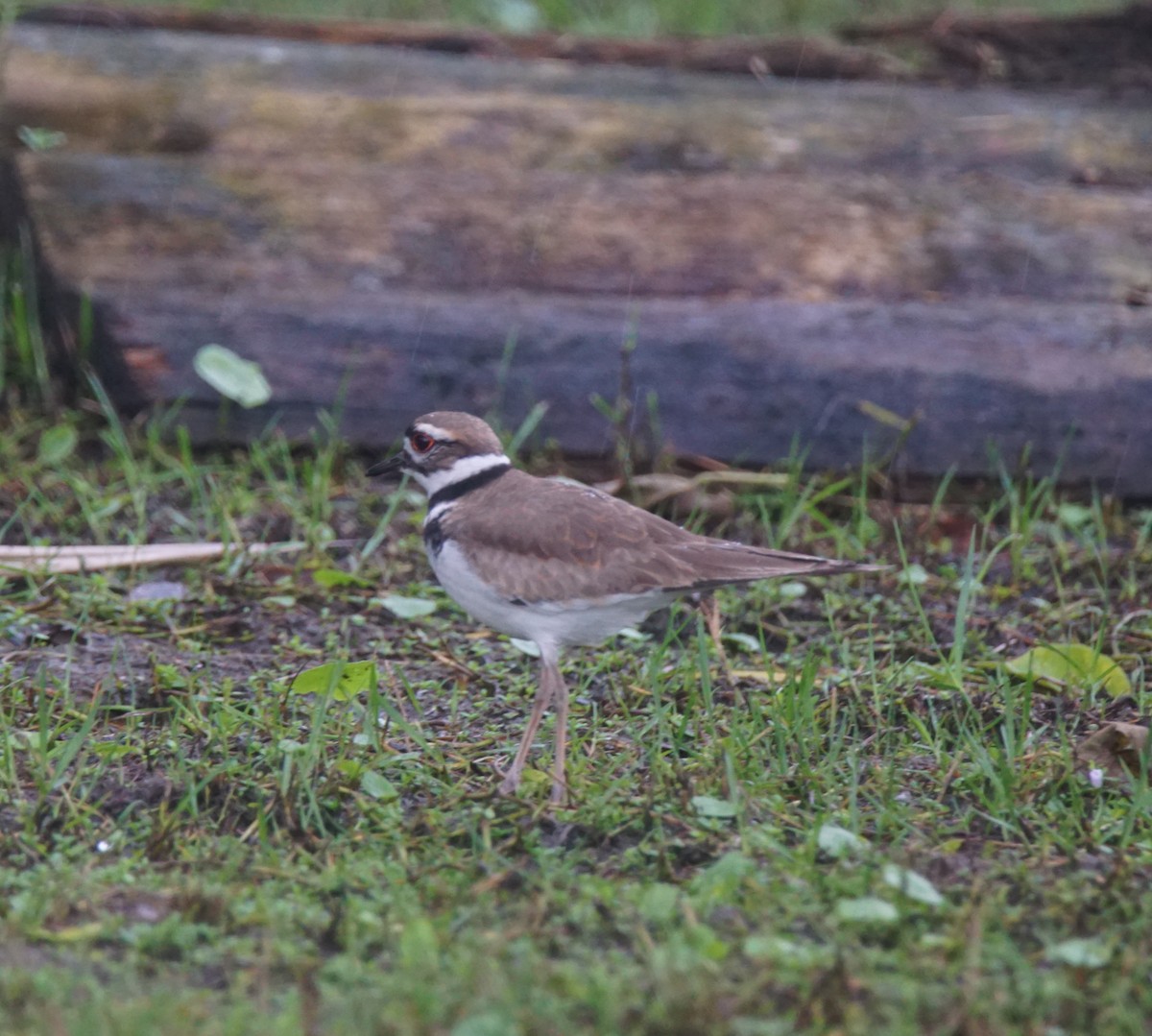 Keilschwanz-Regenpfeifer - ML82658521