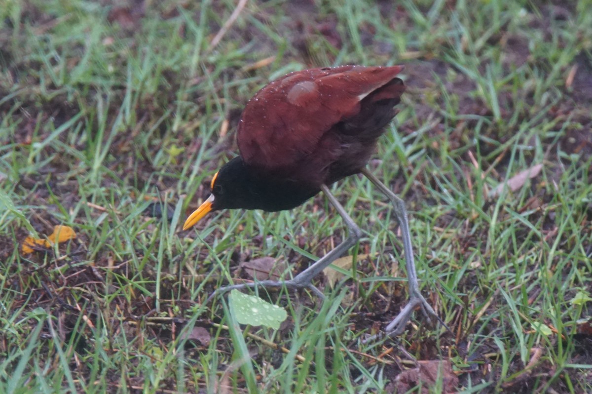 Jacana du Mexique - ML82658551