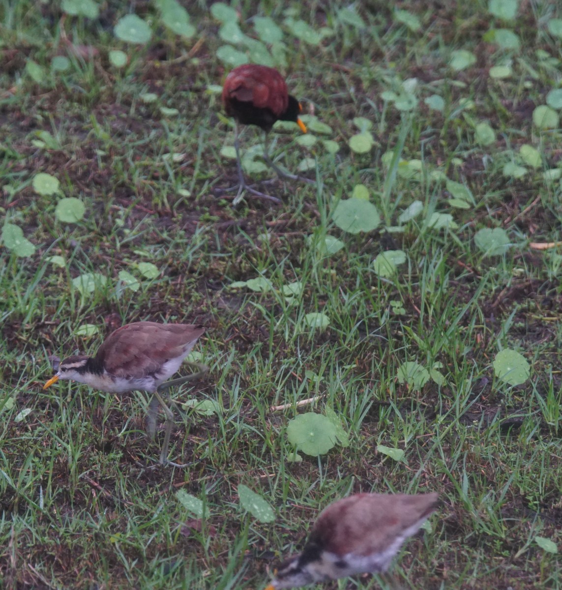 Jacana du Mexique - ML82658561