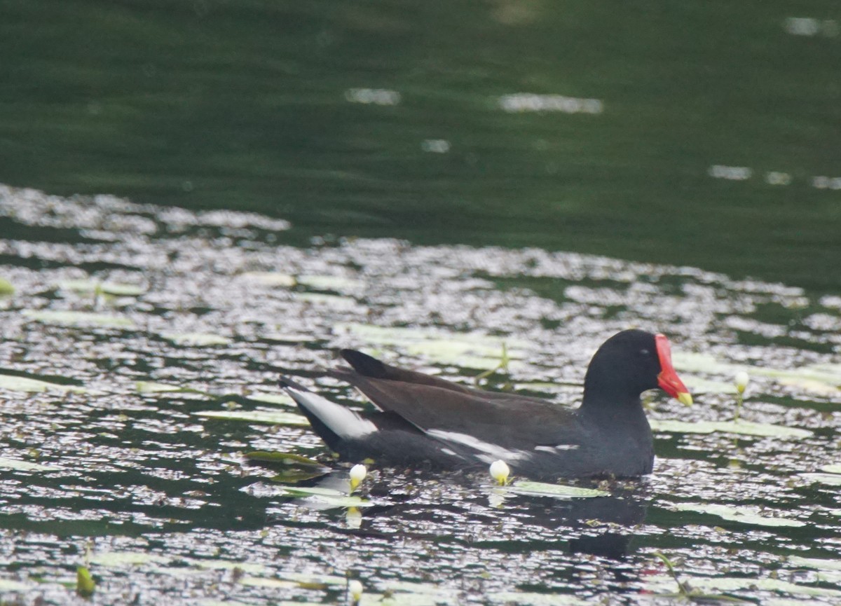 Common Gallinule - ML82658581