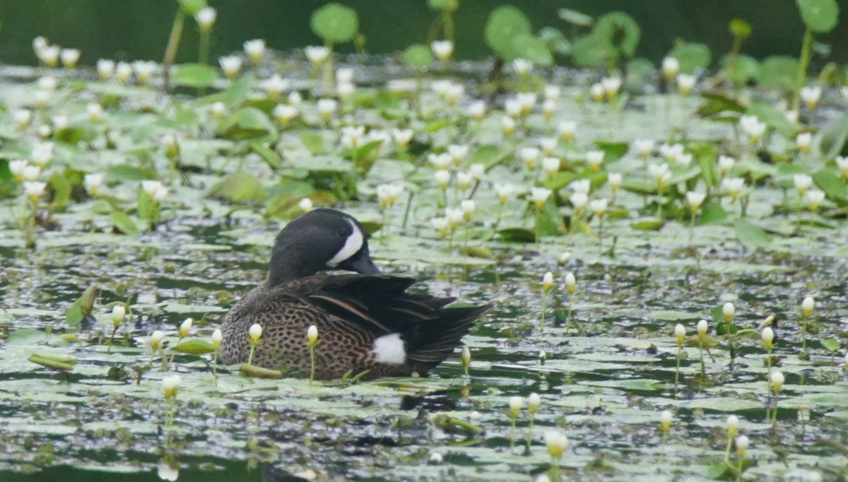 Blue-winged Teal - ML82658611