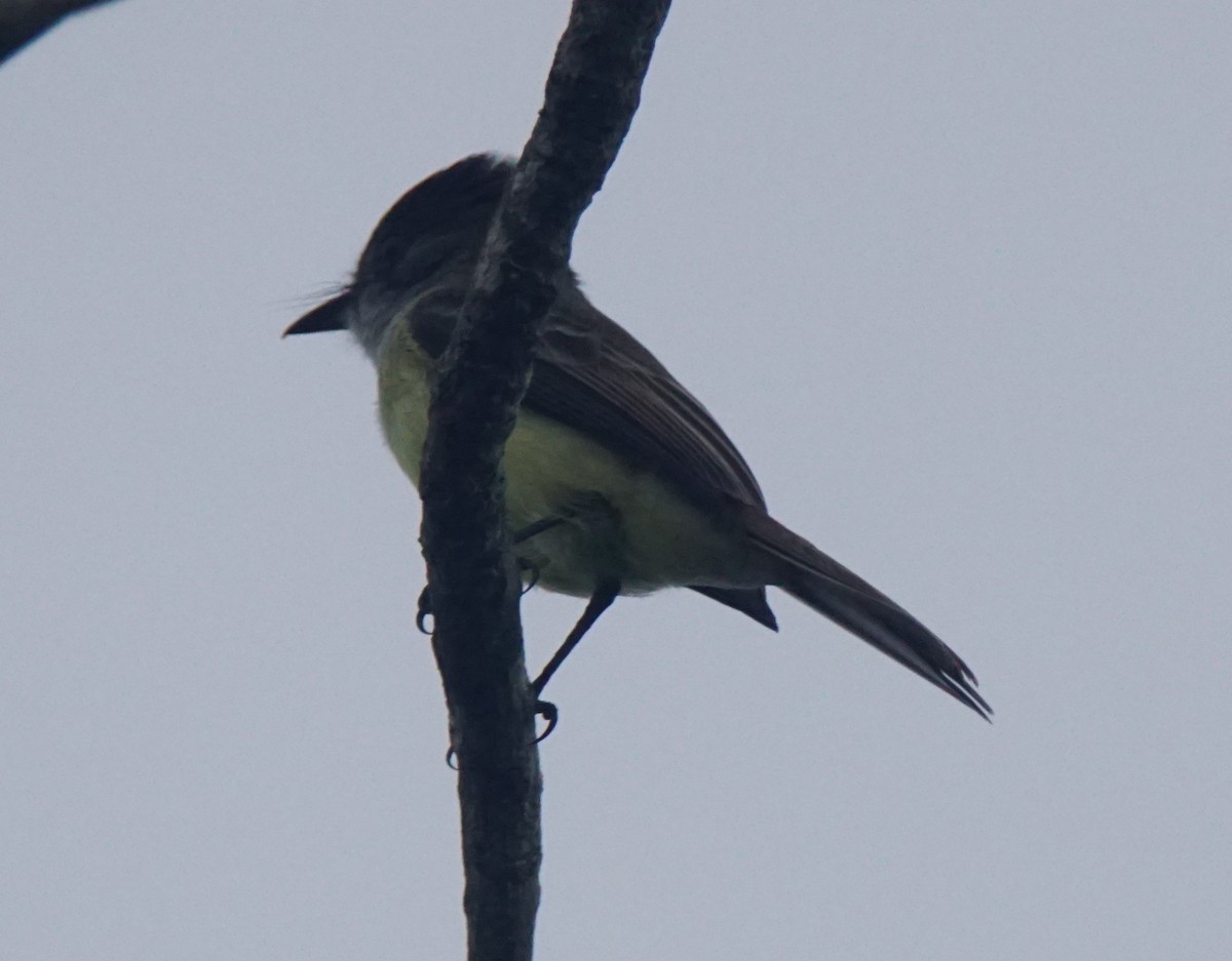 Stolid Flycatcher - ML82659051