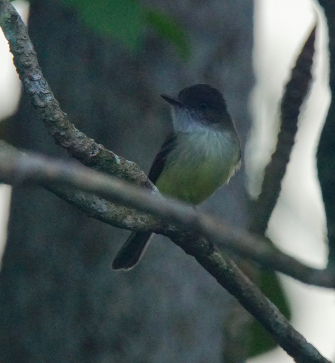 Sad Flycatcher - ML82659121