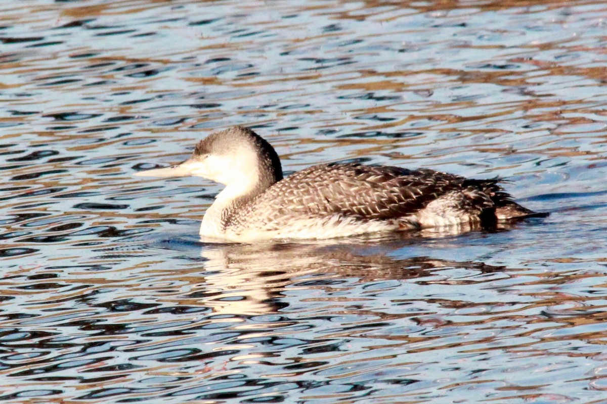 Red-throated Loon - ML82659791