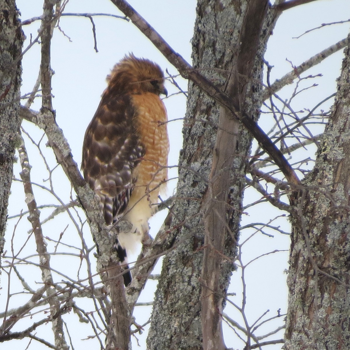 Red-shouldered Hawk - ML82660271