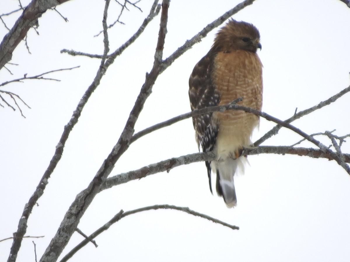 Red-shouldered Hawk - ML82660281