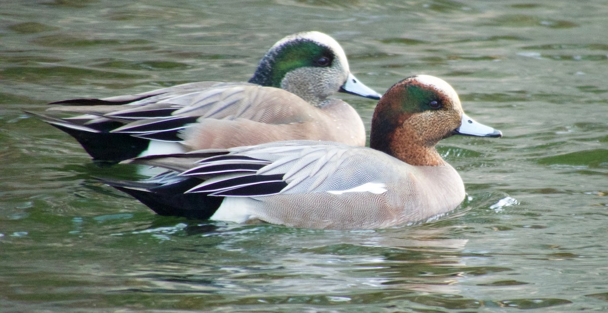 Eurasian x American Wigeon (hybrid) - Kalin Ocaña