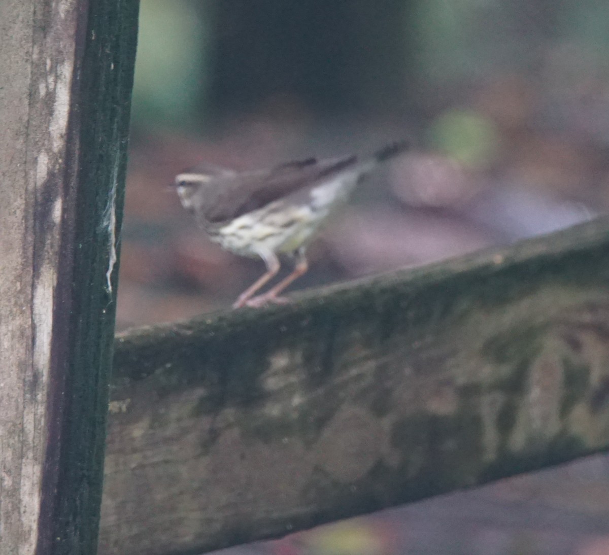 Paruline hochequeue - ML82661621