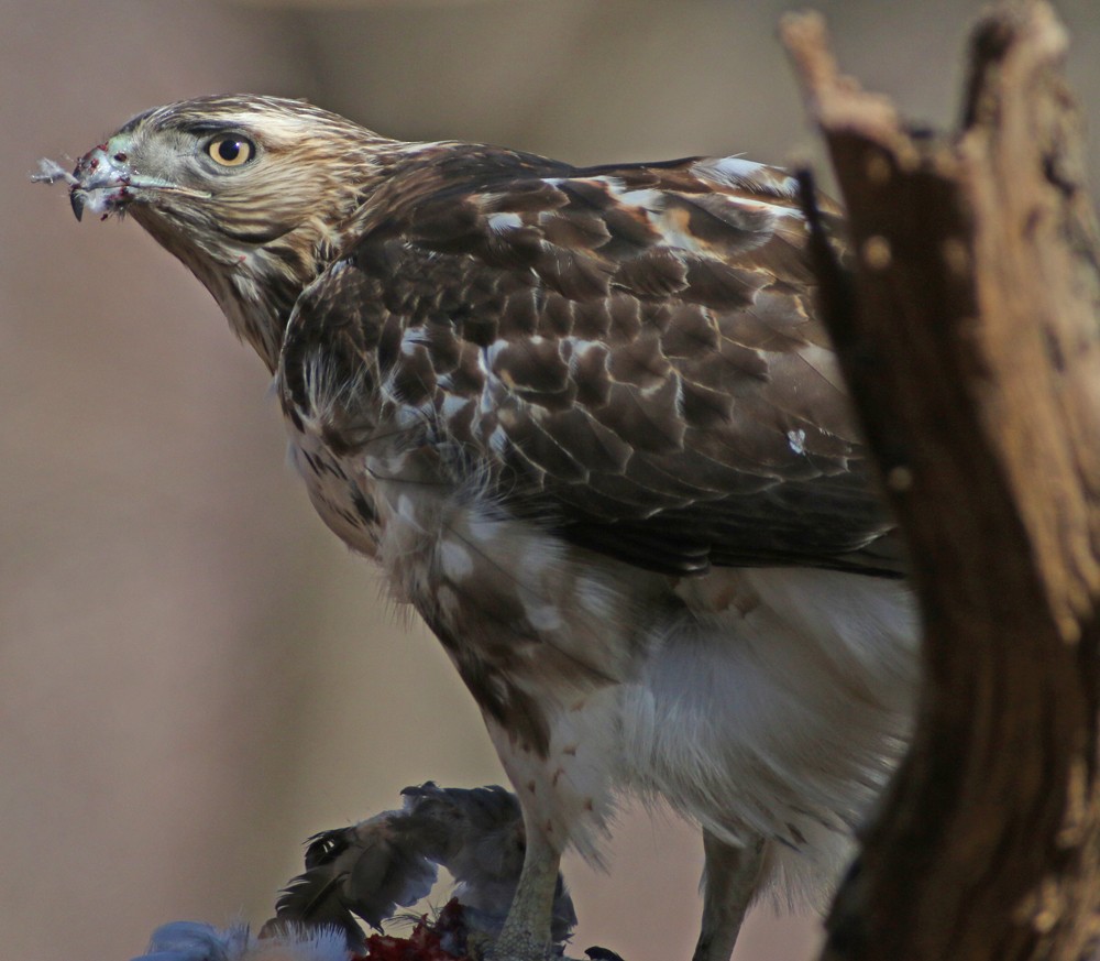 Red-tailed Hawk - ML82661941
