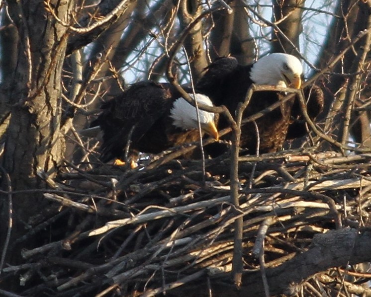 Bald Eagle - ML82662151
