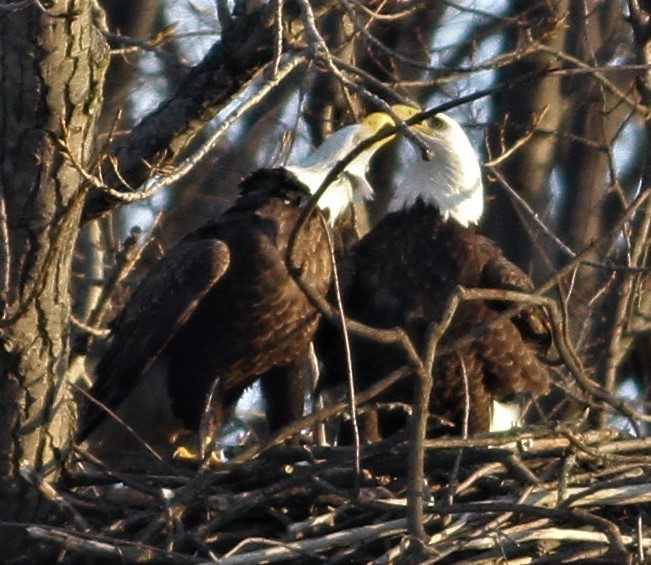 Bald Eagle - ML82662161