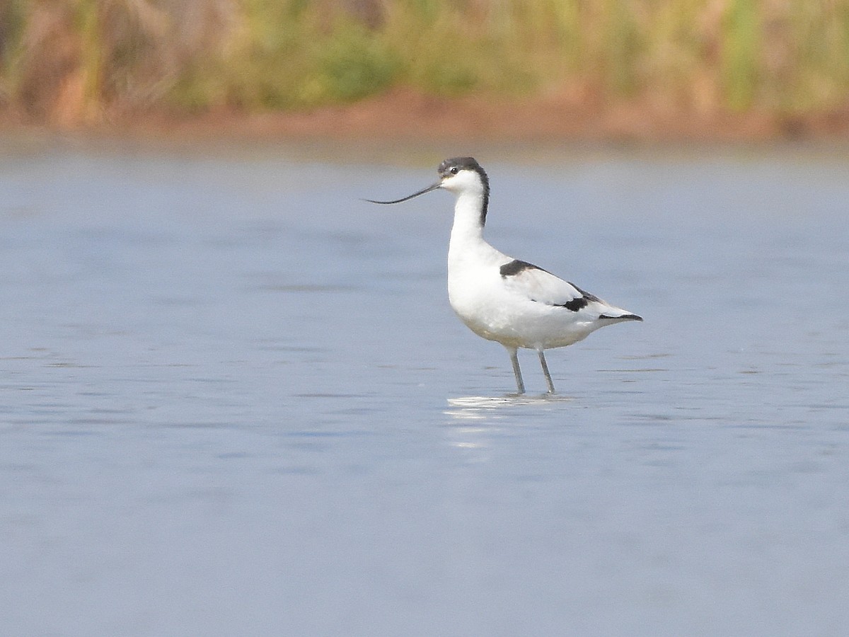 Pied Avocet - Mayur Gawas