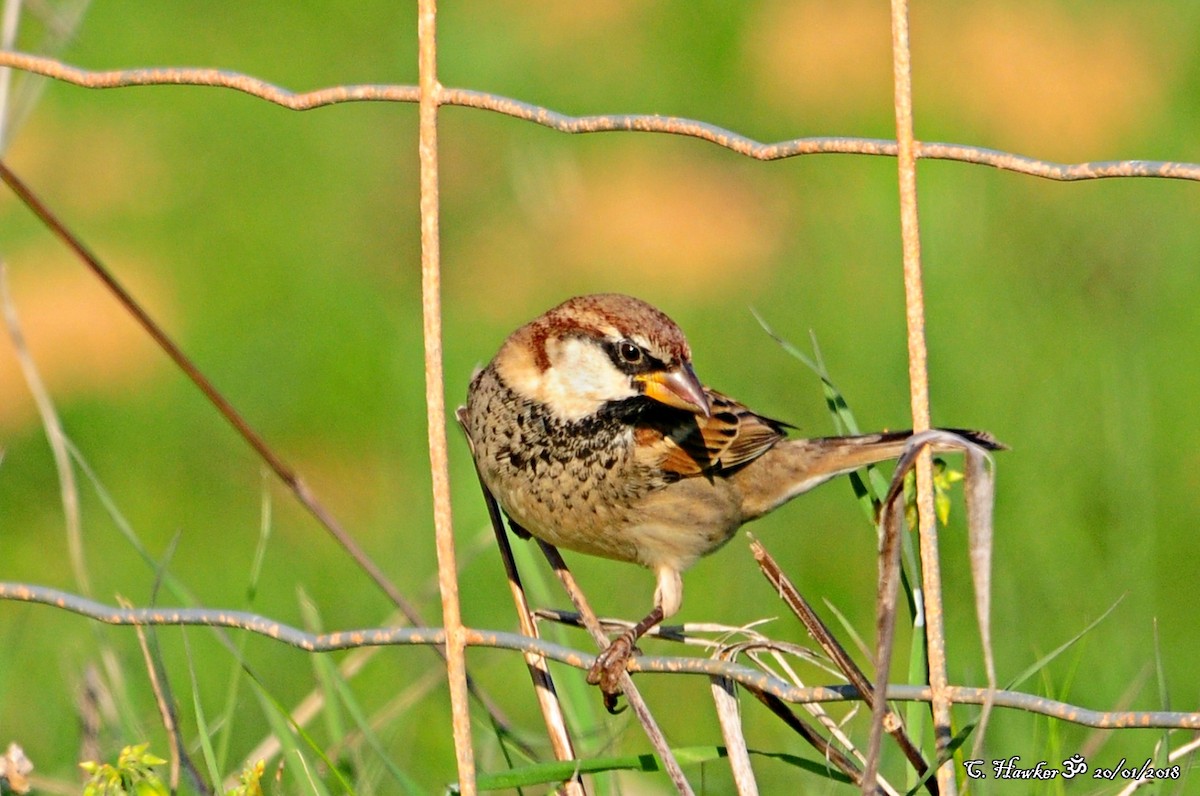 Spanish Sparrow - ML82664571