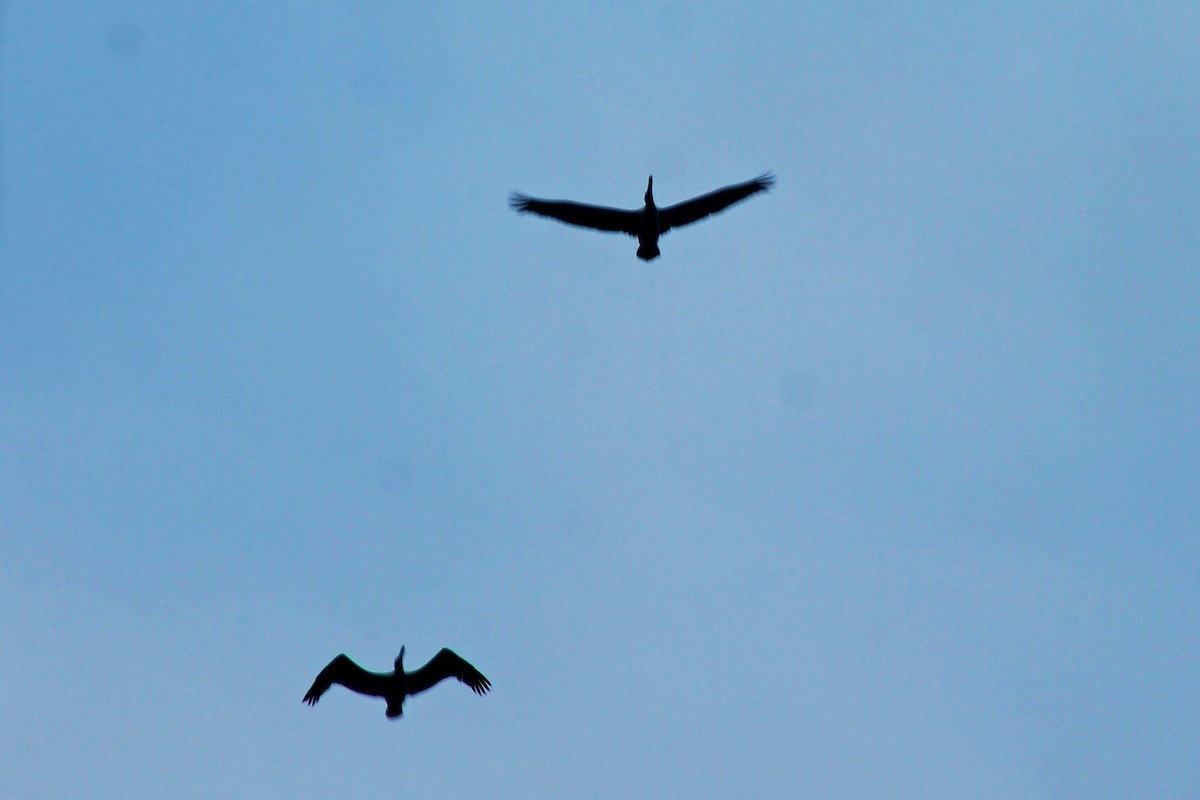 Brown Pelican - Jamani Balderamos