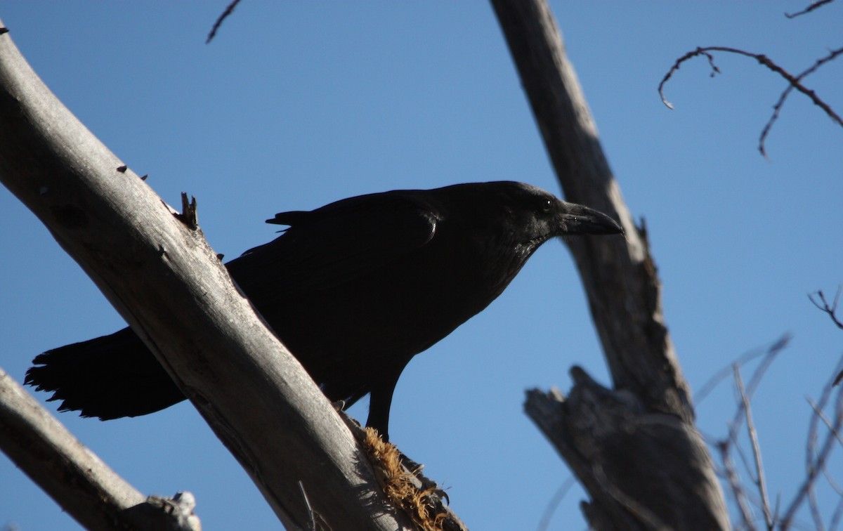 Common Raven - ML82665321