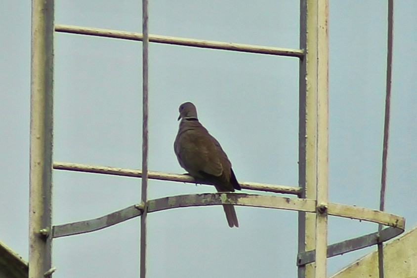 Eurasian Collared-Dove - ML82665401