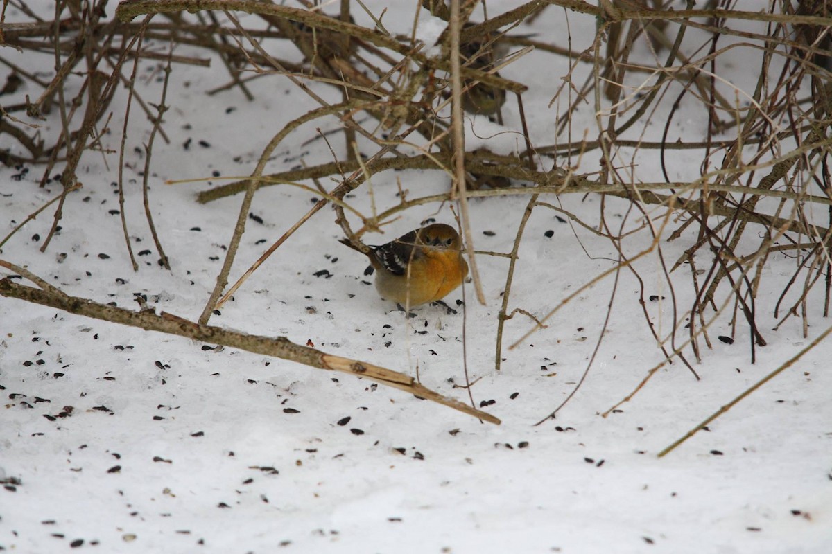 Baltimore Oriole - Nova Scotia Bird Records