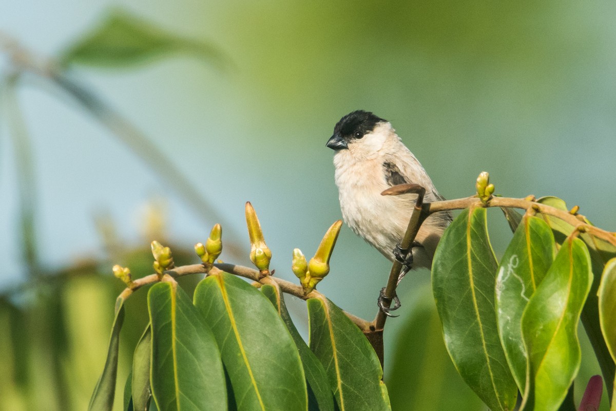 Pearly-bellied Seedeater - ML82666571