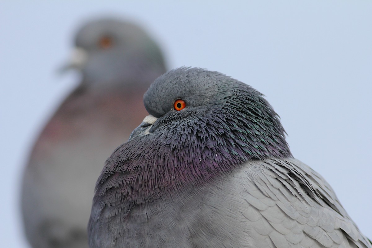 Rock Pigeon (Feral Pigeon) - Andy Eckerson