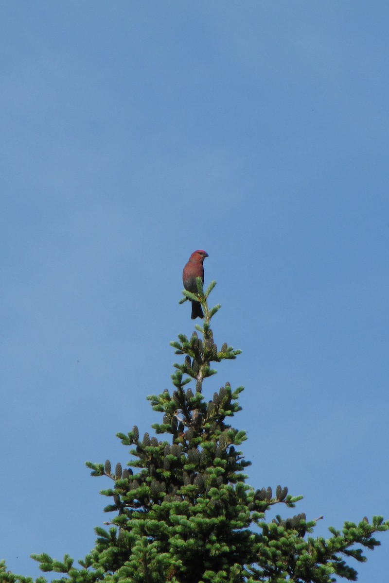 Pine Grosbeak - ML82669711