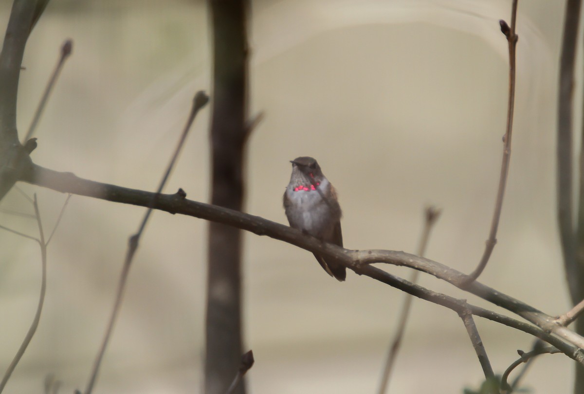 Broad-tailed Hummingbird - Nick Pulcinella