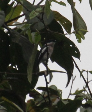 Bar-winged Flycatcher-shrike - ML82672441