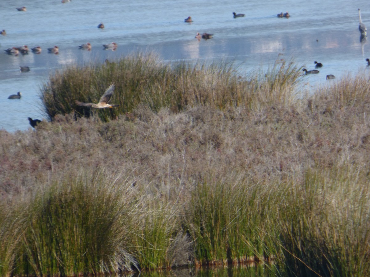 Aguilucho Pálido - ML82672471