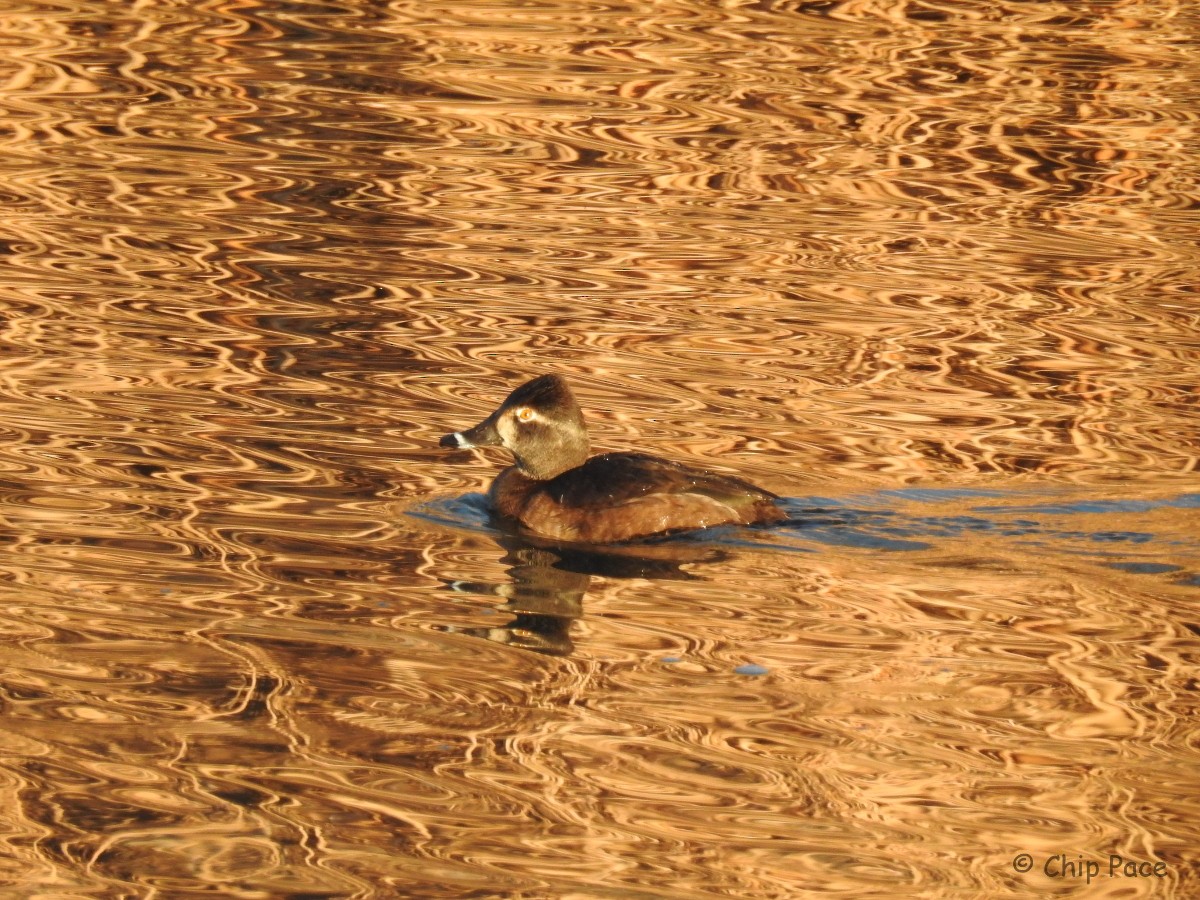 Ring-necked Duck - ML82673221