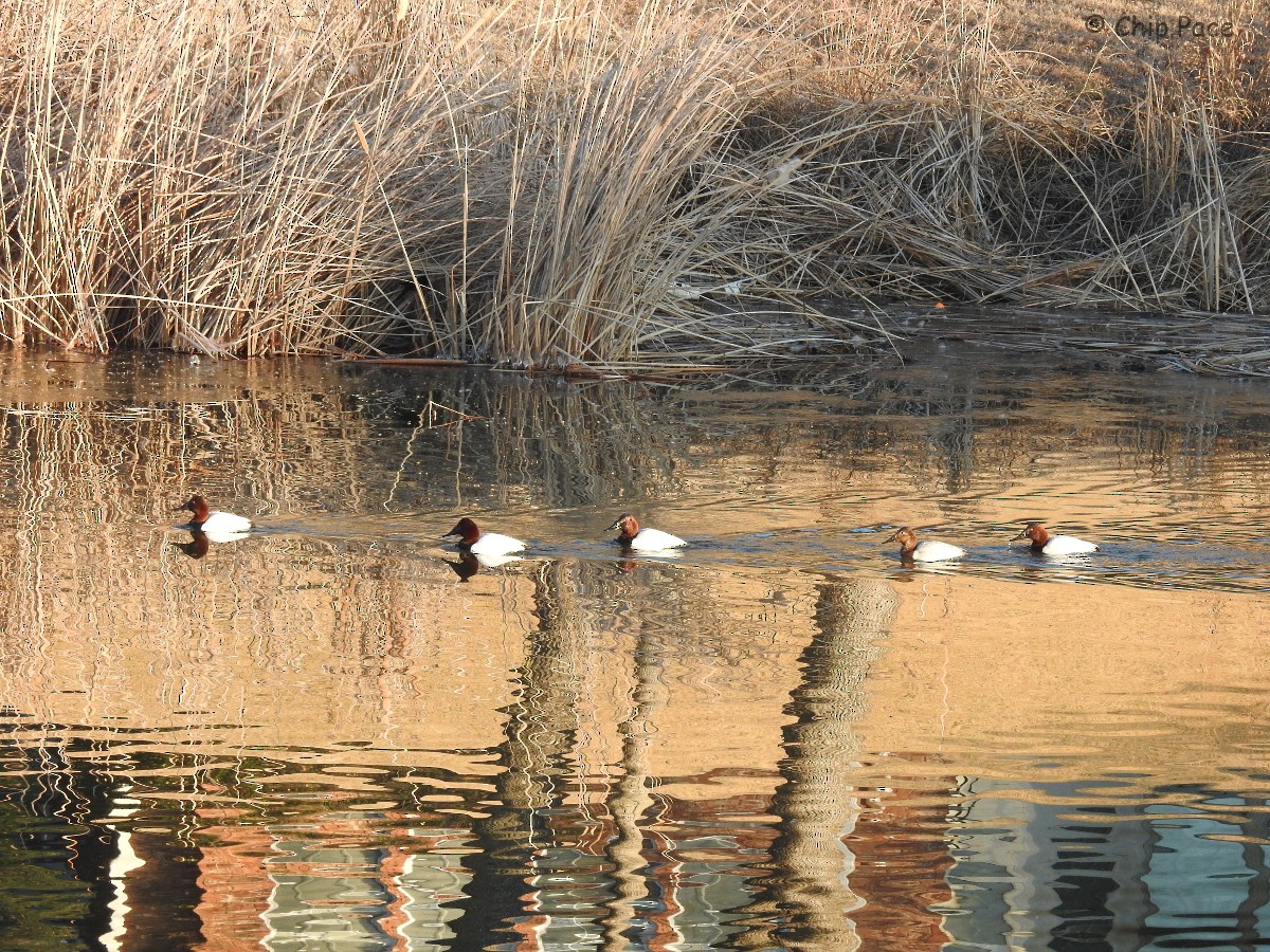 Canvasback - ML82673521