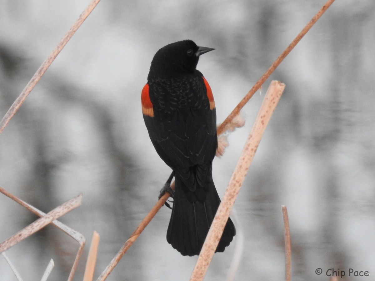 Red-winged Blackbird - ML82673931