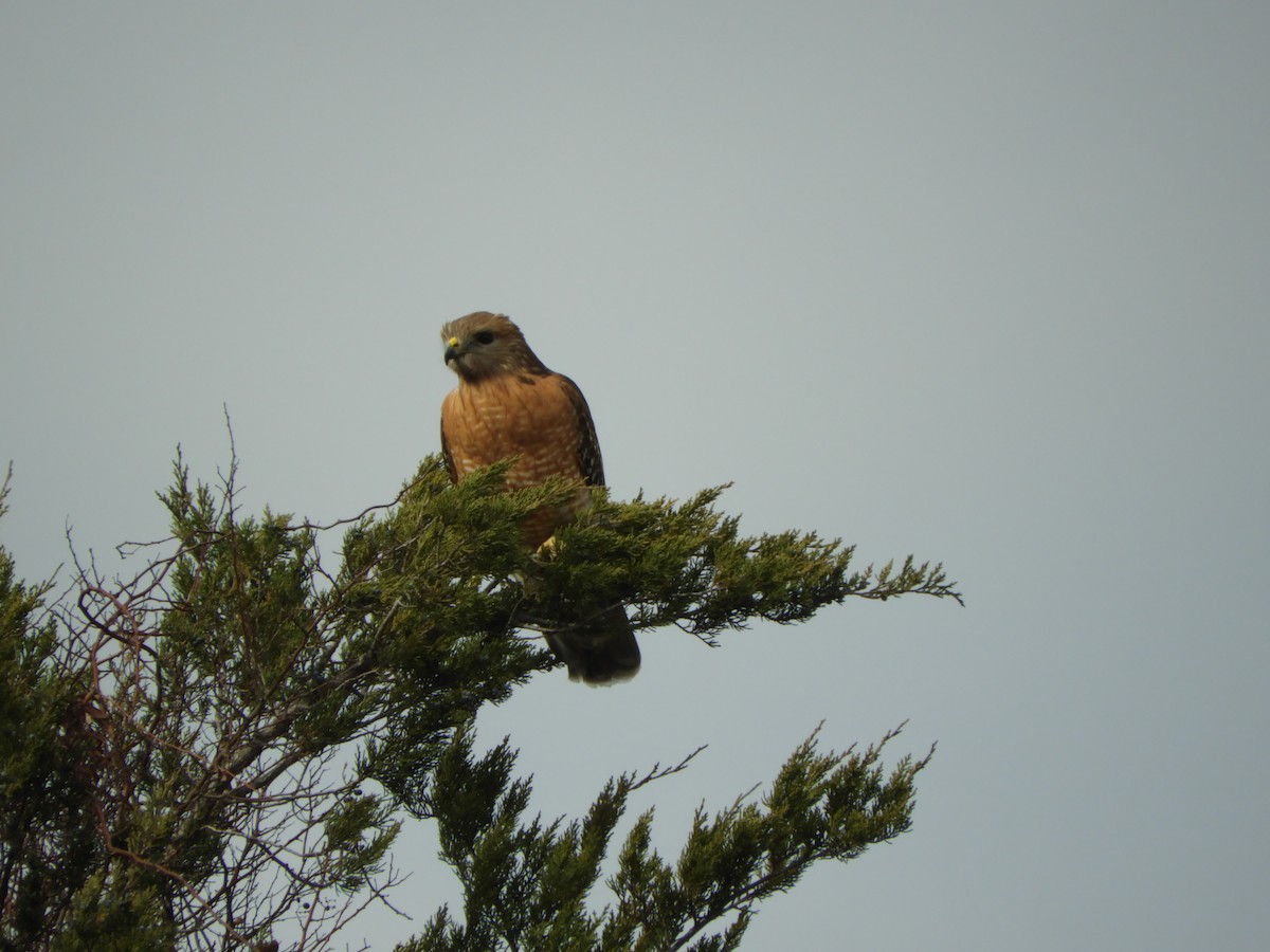 Red-shouldered Hawk - ML82674361