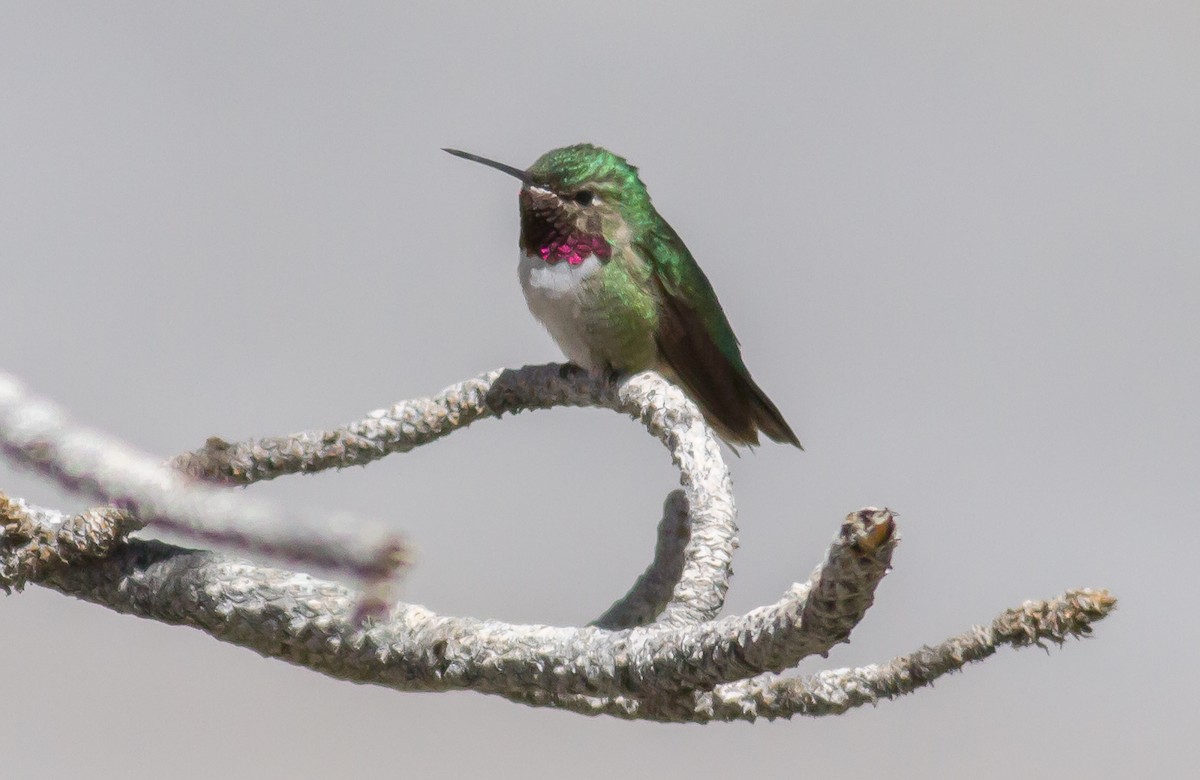 Broad-tailed Hummingbird - Nick Pulcinella