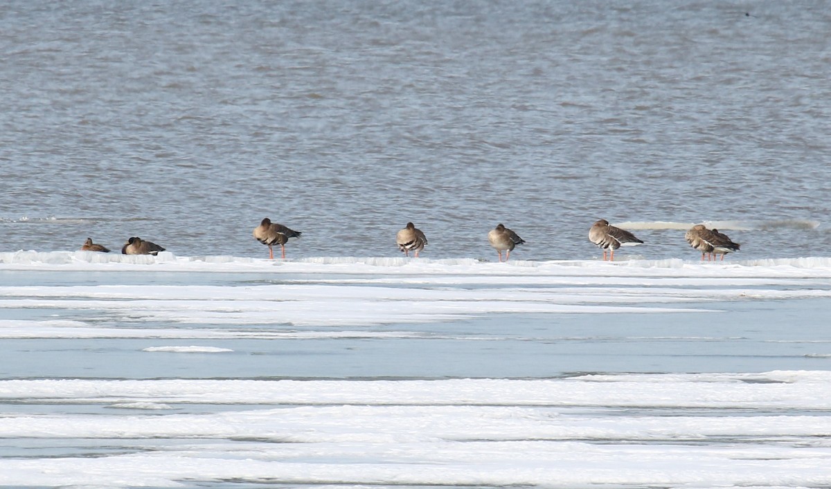 Greater White-fronted Goose - ML82676721