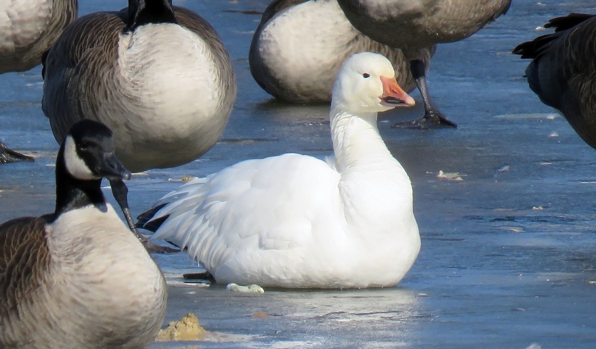 Snow Goose - ML82676791
