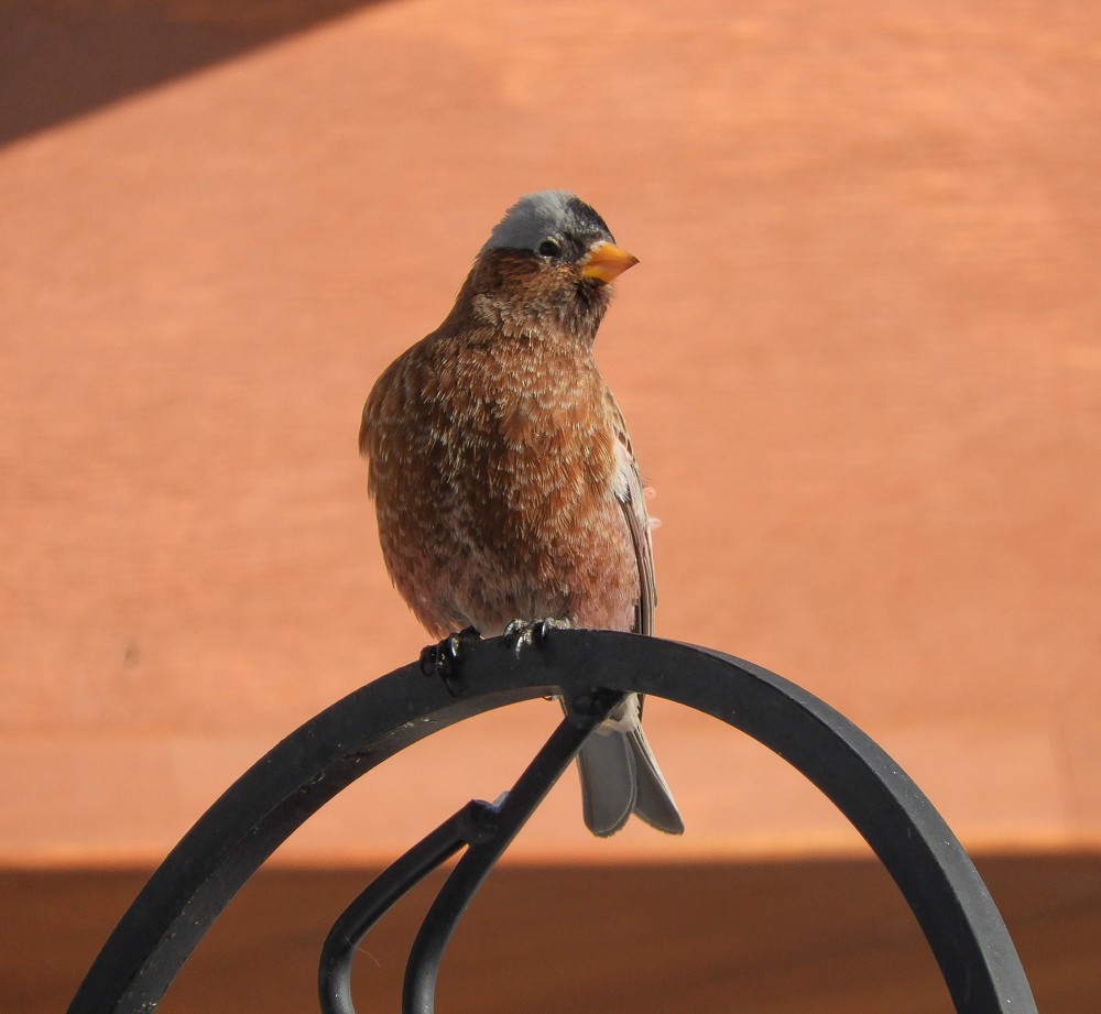 Gray-crowned Rosy-Finch - ML82677251