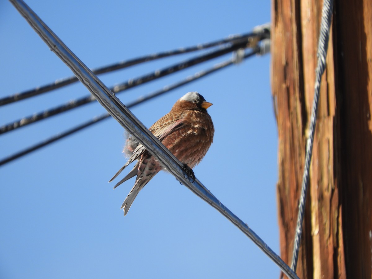 Gray-crowned Rosy-Finch - ML82677291