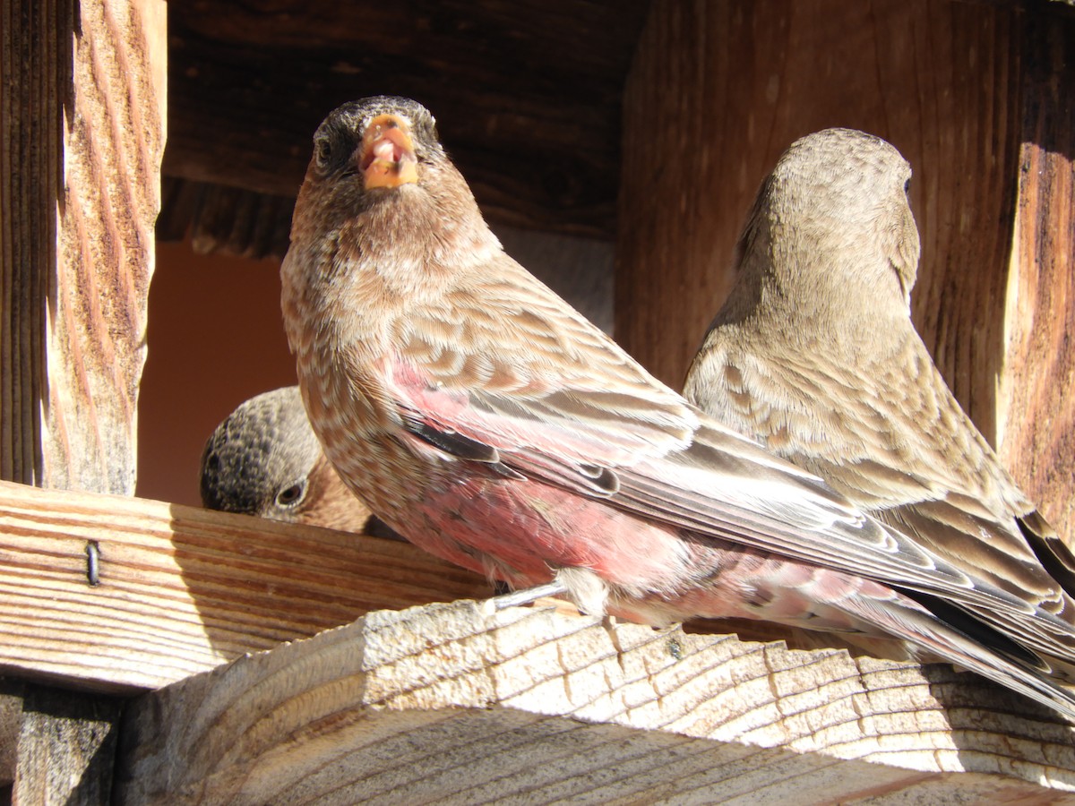 Brown-capped Rosy-Finch - ML82677361