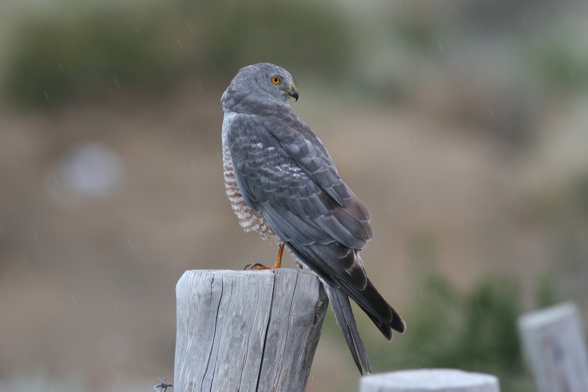 Cinereous Harrier - Markus Deutsch